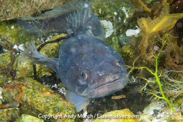 Plainfin Midshipman Pictures - images of Porichthys notatus